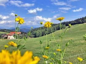 Fußweg von Unternberg nach Sachsenbrunn, © Wiener Alpen in Niederösterreich - Wechsel