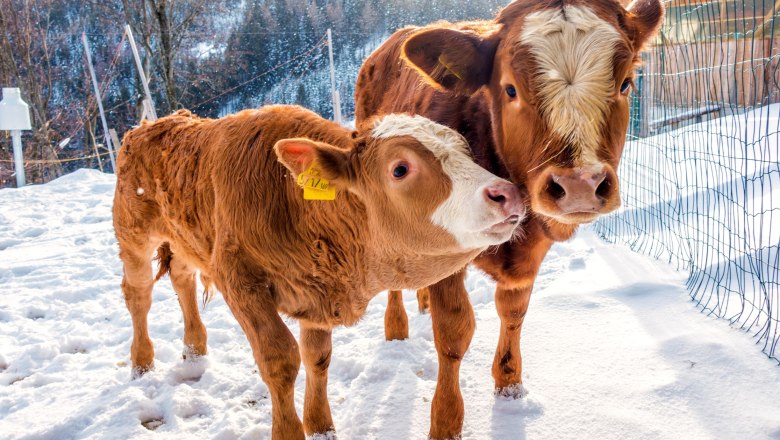 Unsere Tiere im Winter, © Familie Morgenbesser