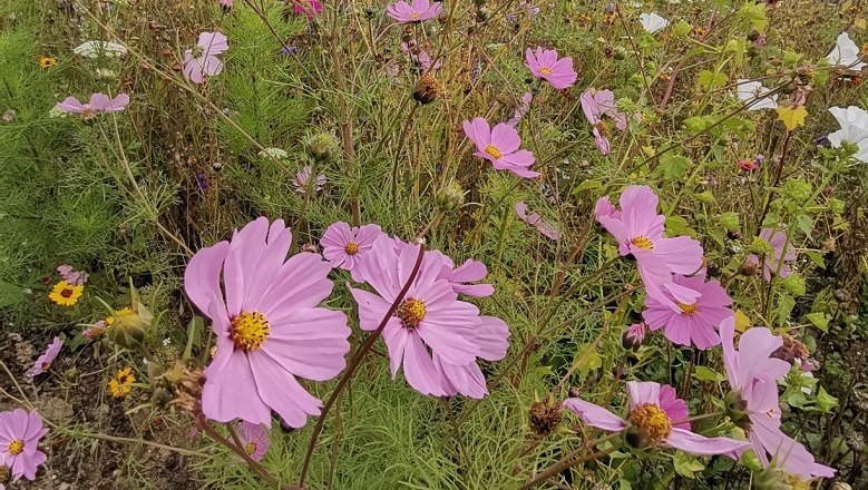 Wildbienenwiese, © Wiener Alpen