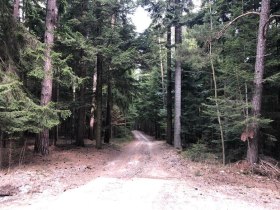 Durch den Wald wieder retour nach Ödenkirchen, © Wiener Alpen in Niederösterreich - Wechsel